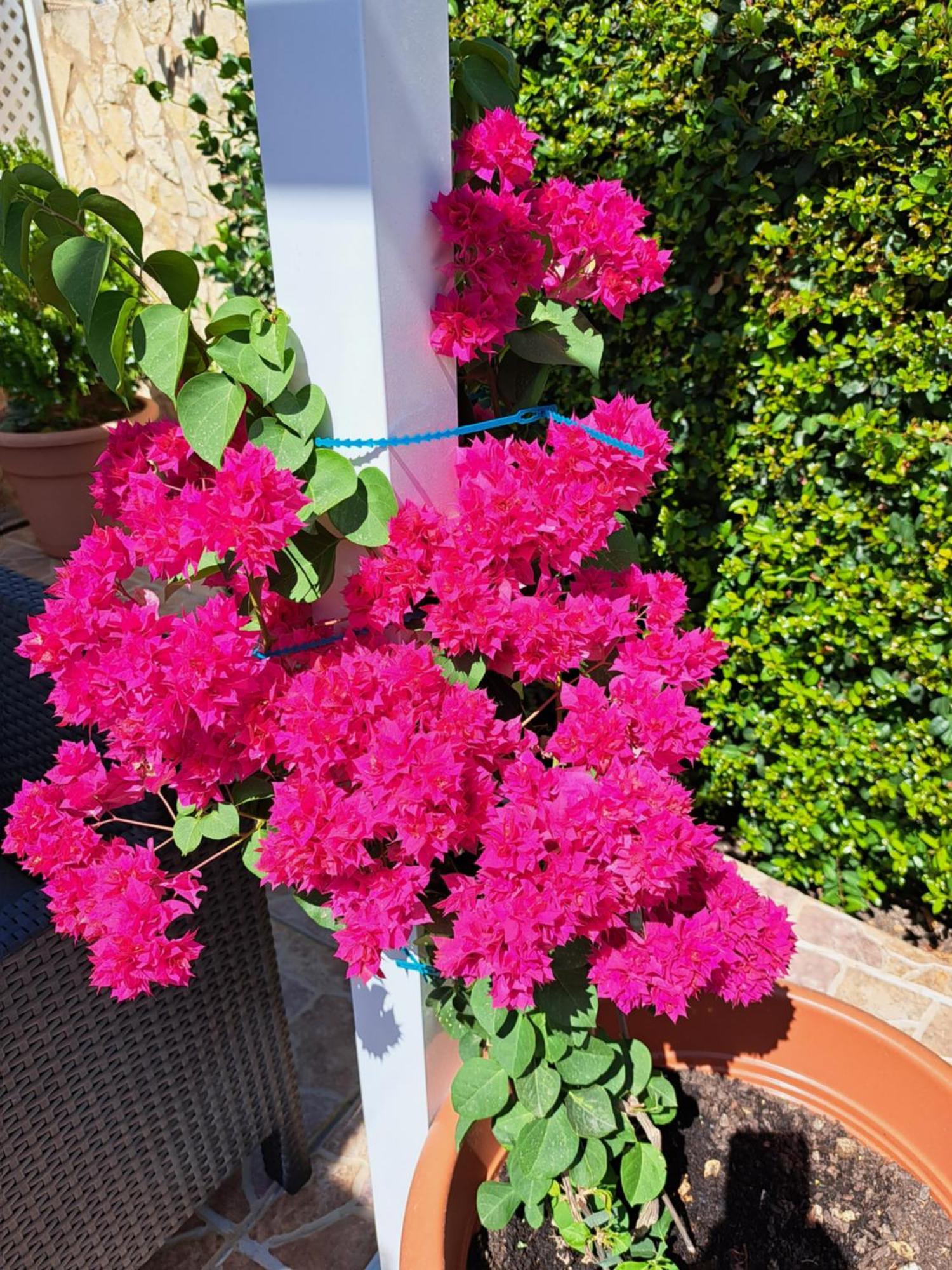 Villa Mariamar Albufeira Ngoại thất bức ảnh